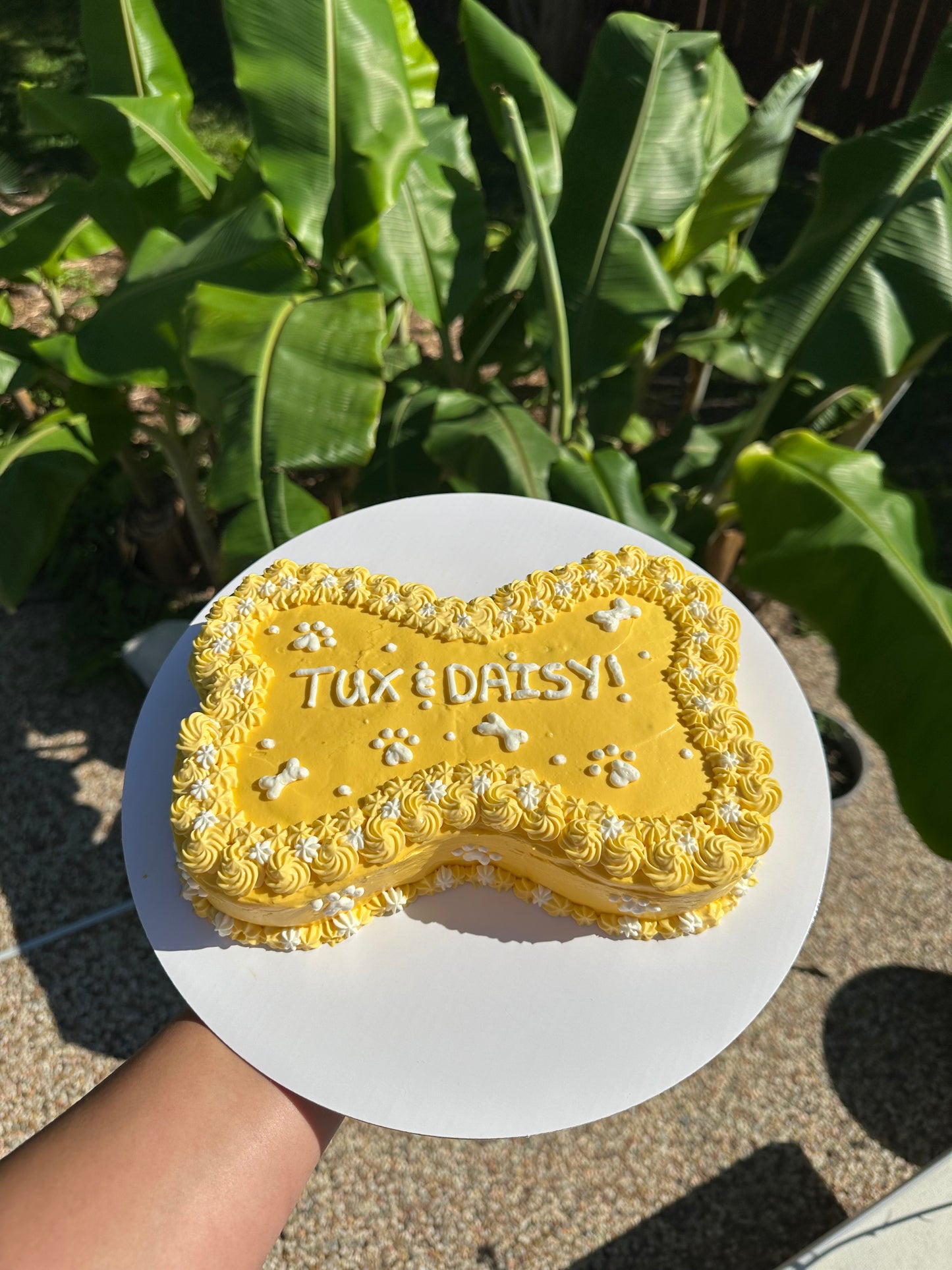 Dog Cakes - Local Pick Up