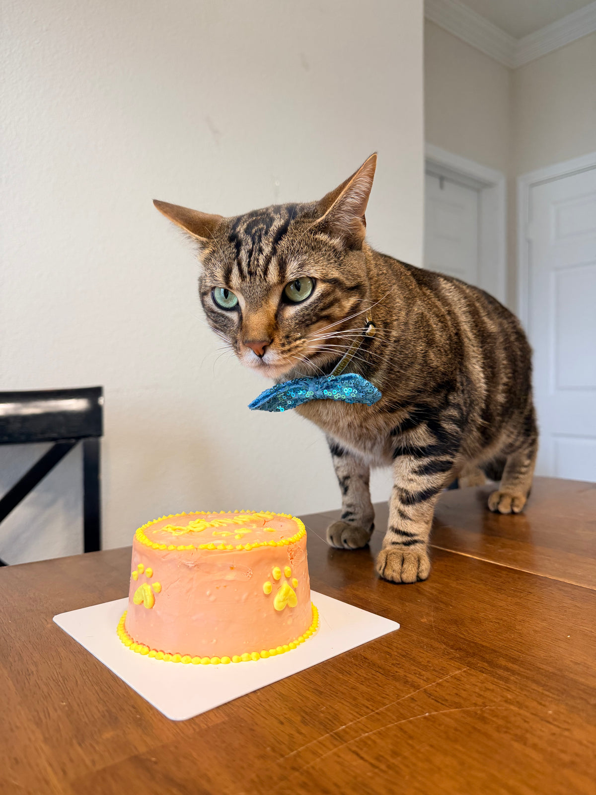 Cat Birthday Cake
